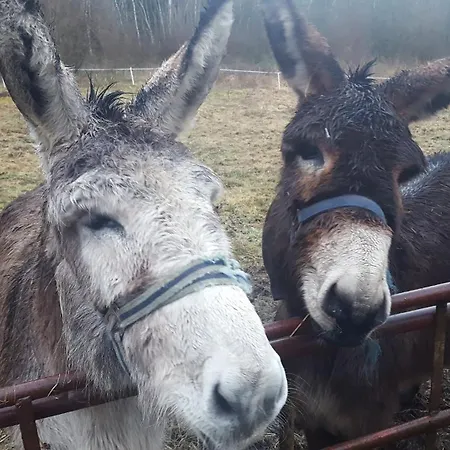 Baseglamp Nyaraló