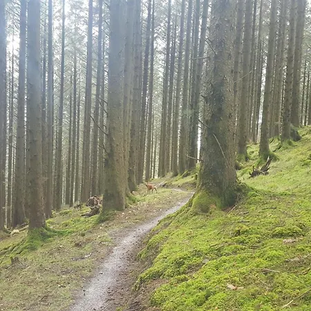 Nyaraló Baseglamp Borris