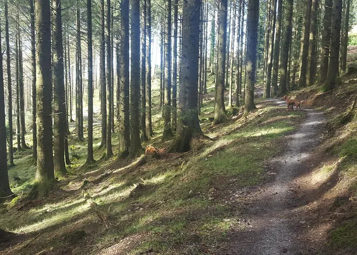 Baseglamp * Боррис